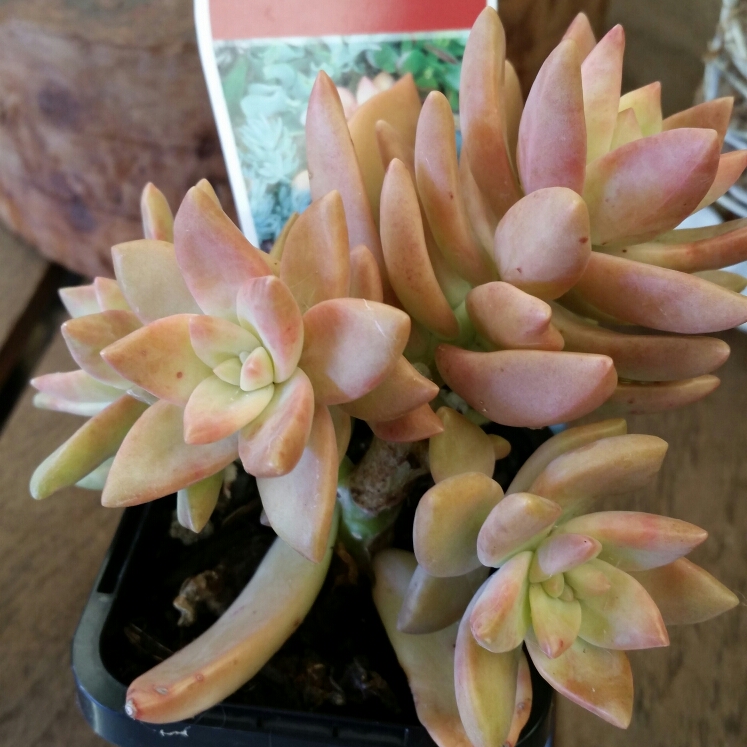 plant image 897844