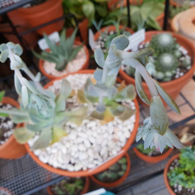 plant image 917496