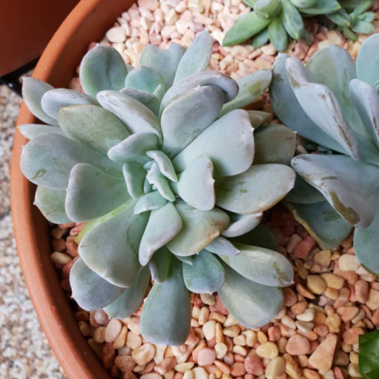 plant image 919362