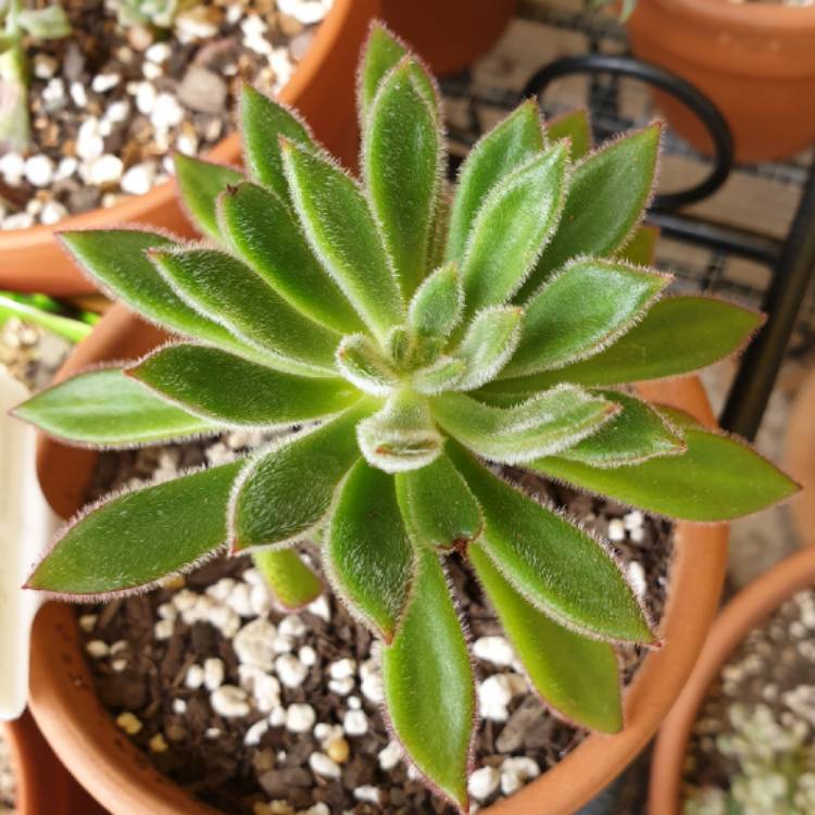 plant image 953964 plant image 953964