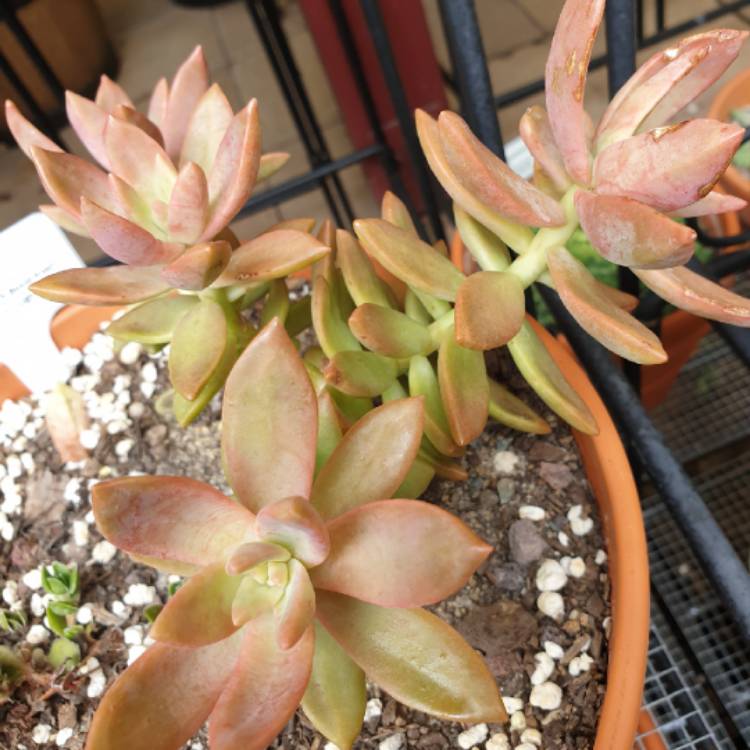 plant image 953978