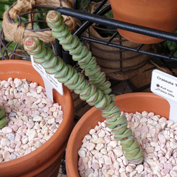 plant image 953980