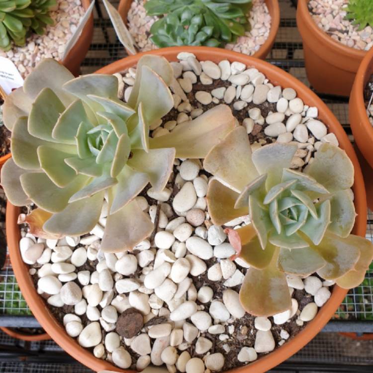 plant image 953985