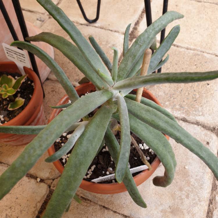 plant image 954014 plant image 954014