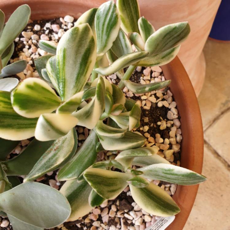 plant image 954015