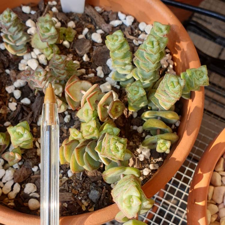 Plant image Crassula Perforata ssp. Kougaensis