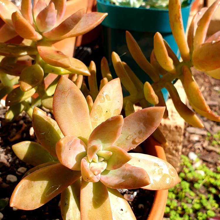 plant image 976932