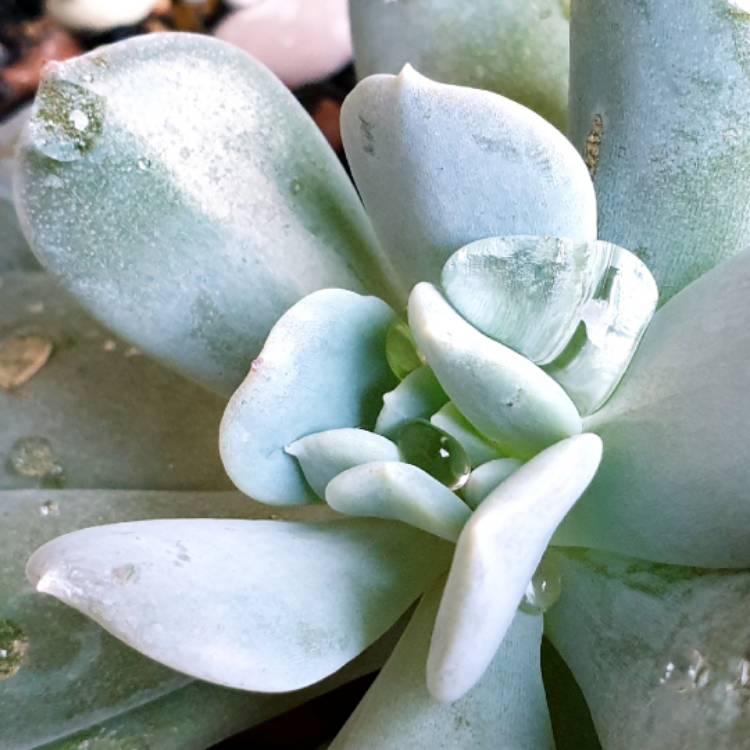 plant image 982404