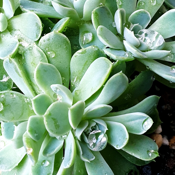Plant image Echeveria Elegans Hybrid