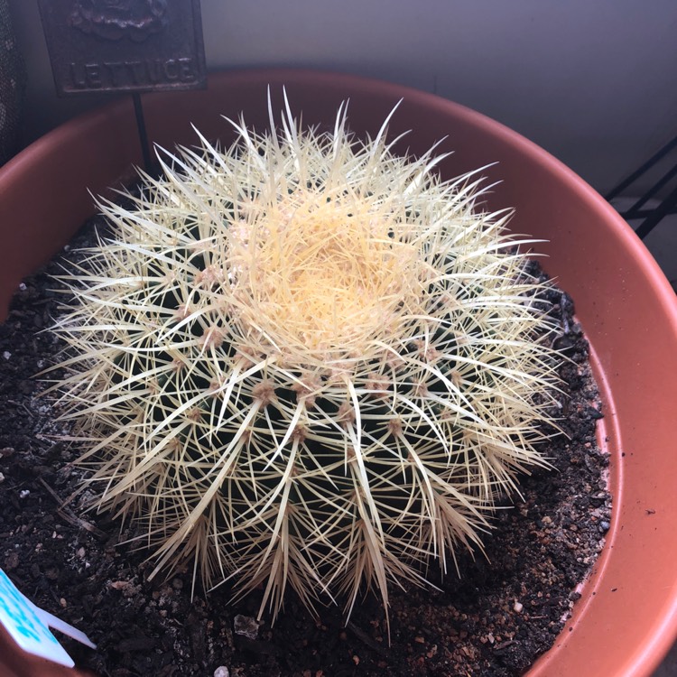 plant image 893707