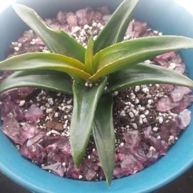Haworthiopsis fasciata var. fasciata syn. Haworthia fasciata, Haworthia pumila subsp. fasciata