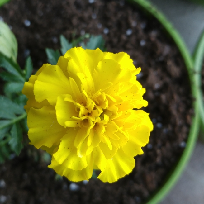 Plant image Tagetes patula 'Bonanza Yellow'