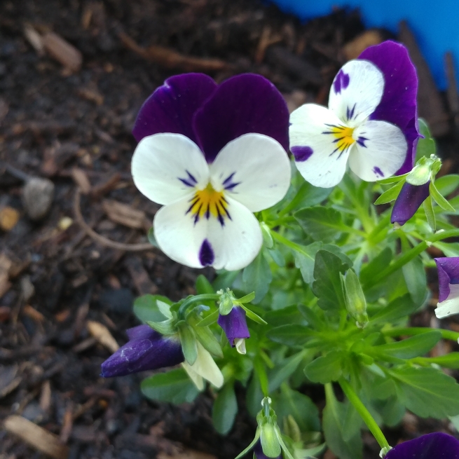 Plant image Viola cornuta 'White Purple Wing'