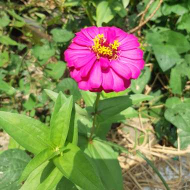 Zinnia 'Purple Prince'