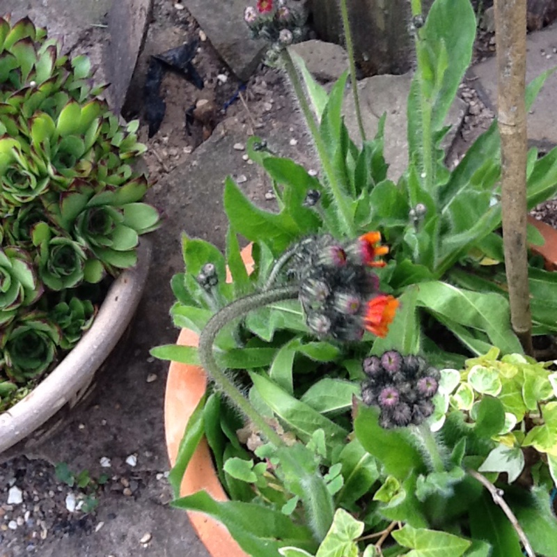 Fox-and-cubs