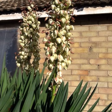 Variegated Giant Yucca