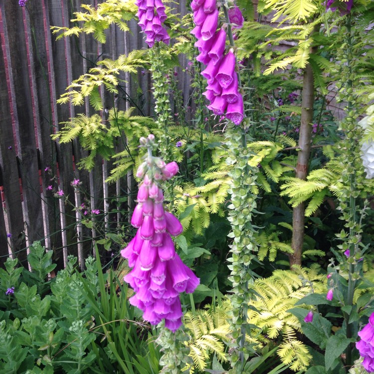 Plant image Digitalis purpurea subsp. Heywoodii 'Silver Fox'