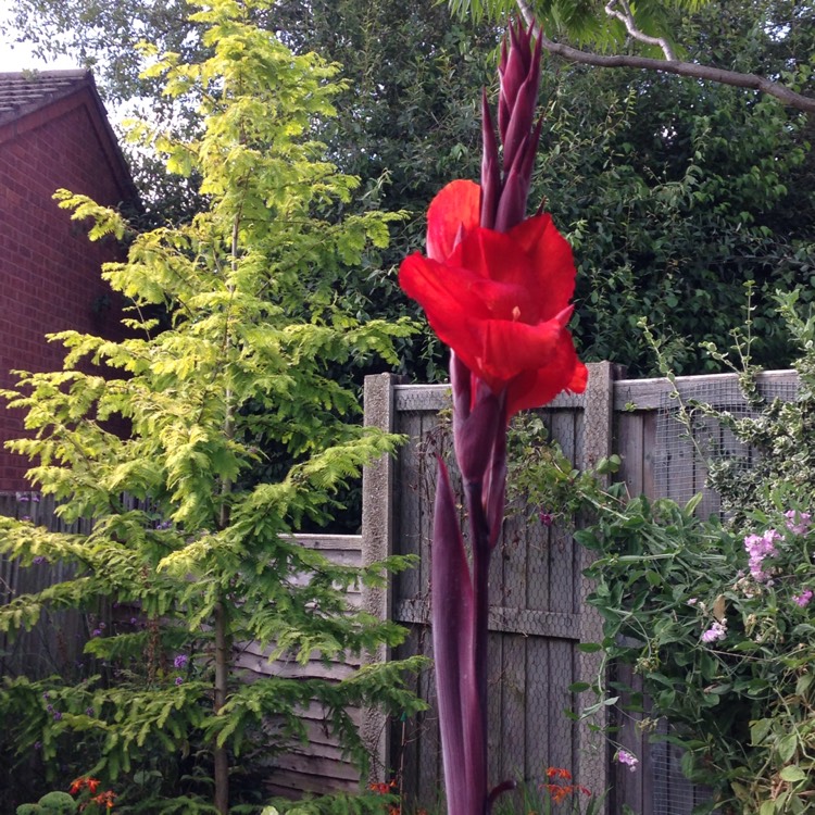 plant image 1171861