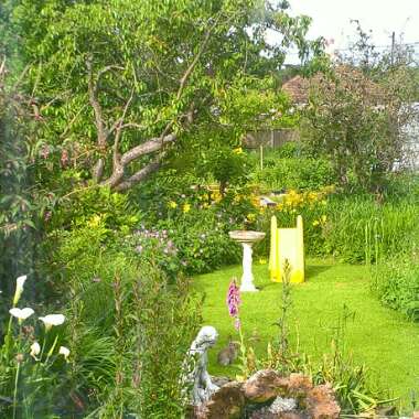 Christina's garden