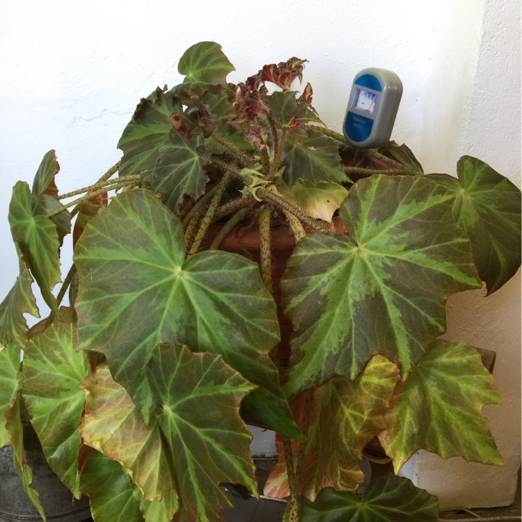 Plant image Begonia grandis subsp. evansiana