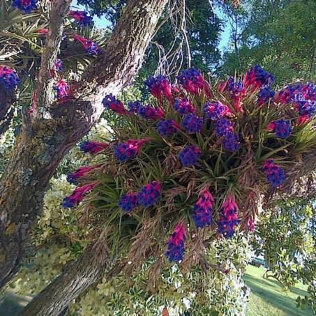Plant image Tillandsia aeranthos 'Grisea'