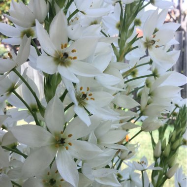 Ornithogalum thyrsoides
