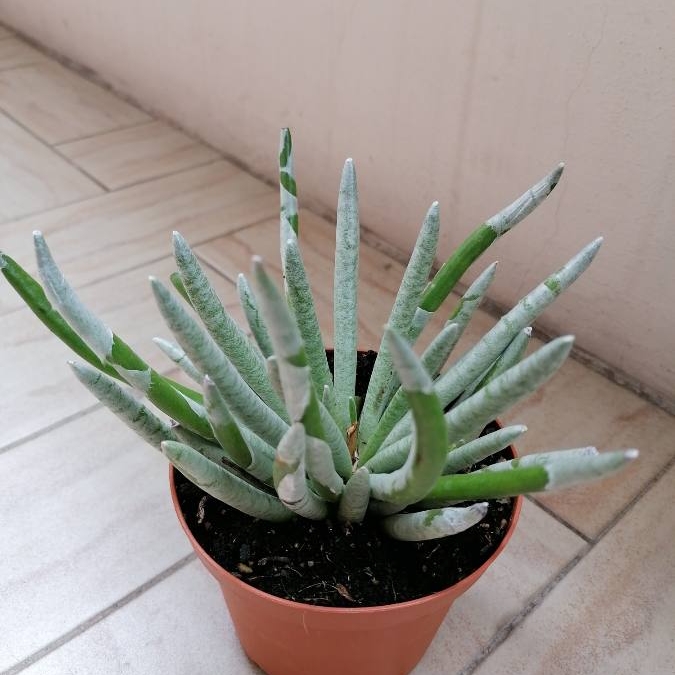 Plant image Senecio Scaposus