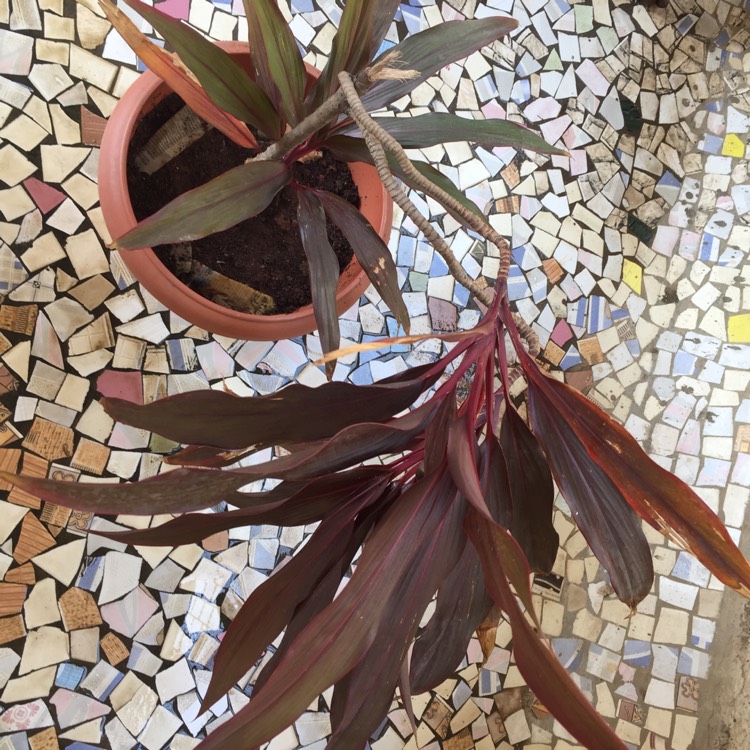 plant image 658218