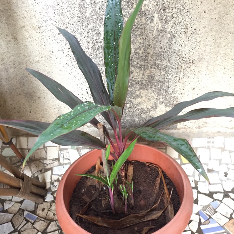 plant image 727745