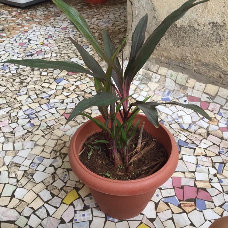 Plant image Cordyline Fruticosa 'Red Sister'