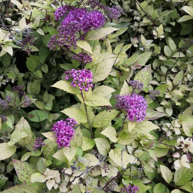 plant image 1333665