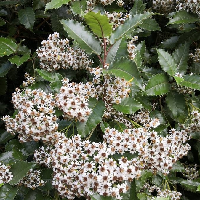 plant image 1336344
