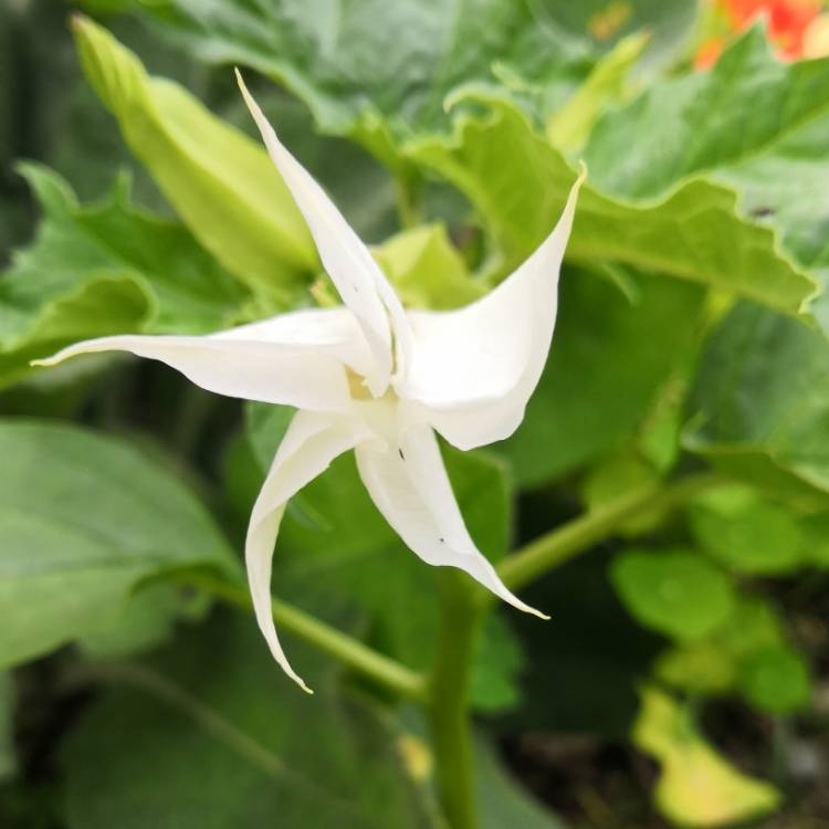 Plant image Datura Stramonium 'La Fleur Lilac'