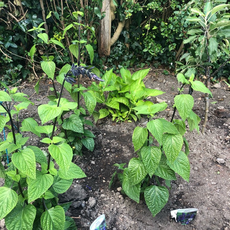 plant image 1122324