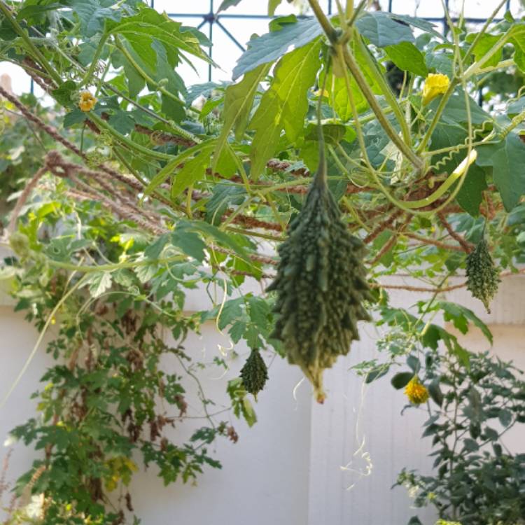 Plant image Momordica charantia