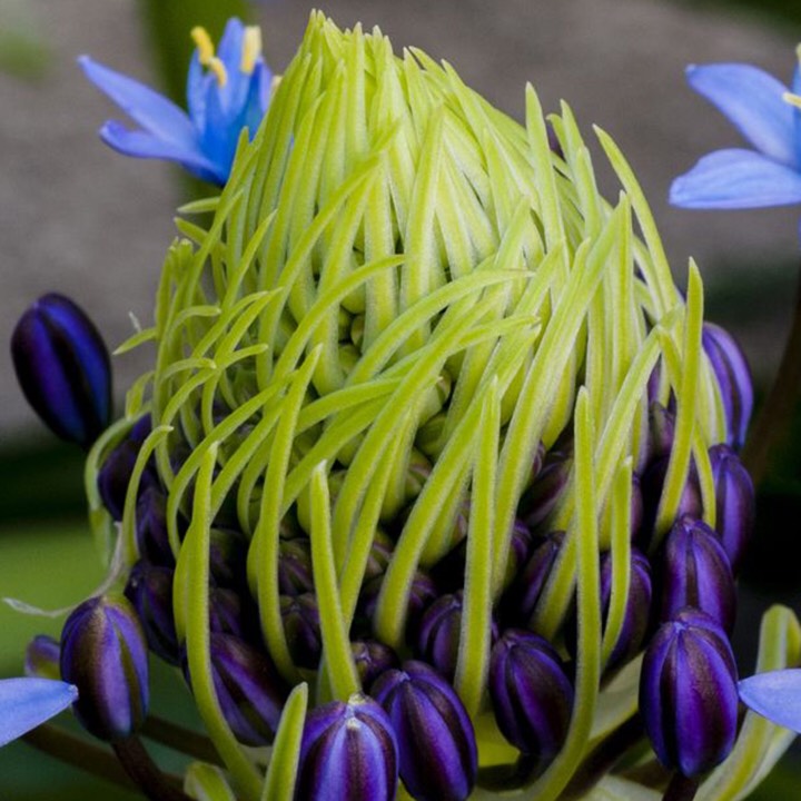 Plant image Scilla peruviana