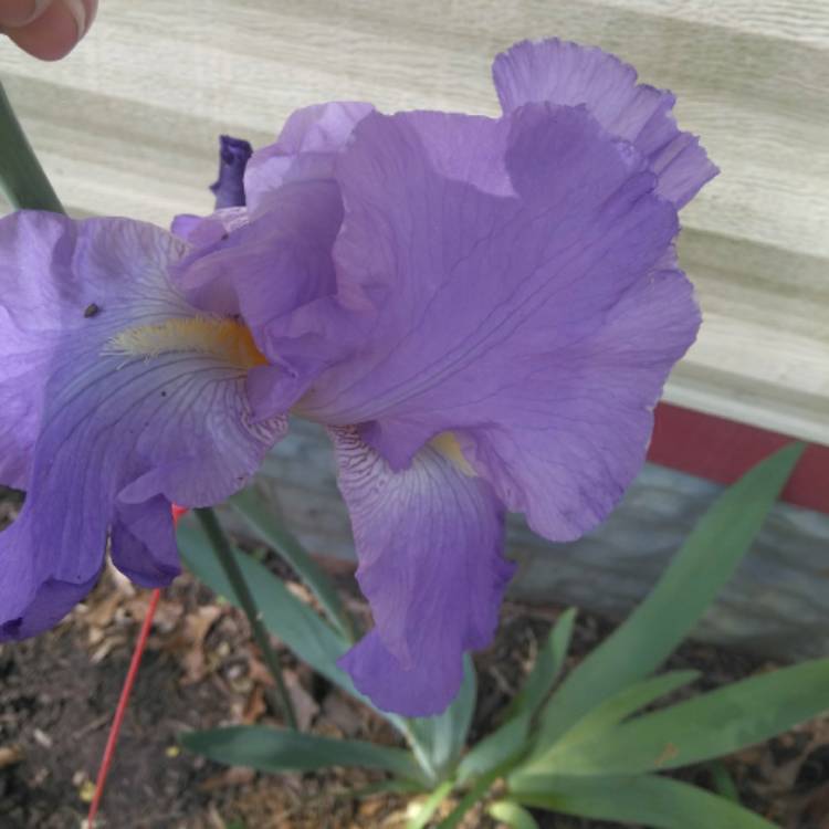 Plant image Iris x germanica 'Feed Back'