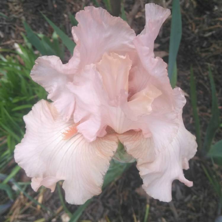 Plant image Iris x germanica 'Peach Pearl'