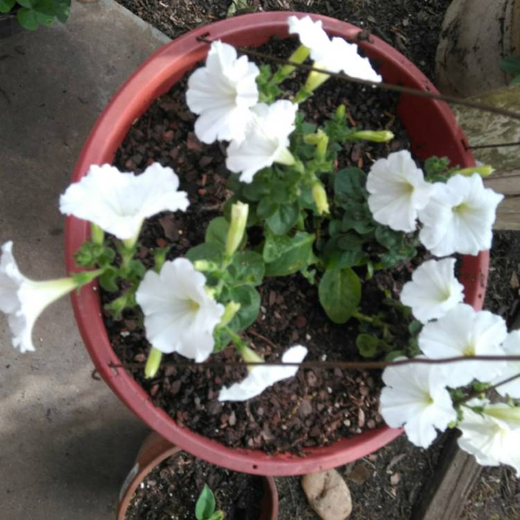 Plant image Petunia grandiflora 'White'