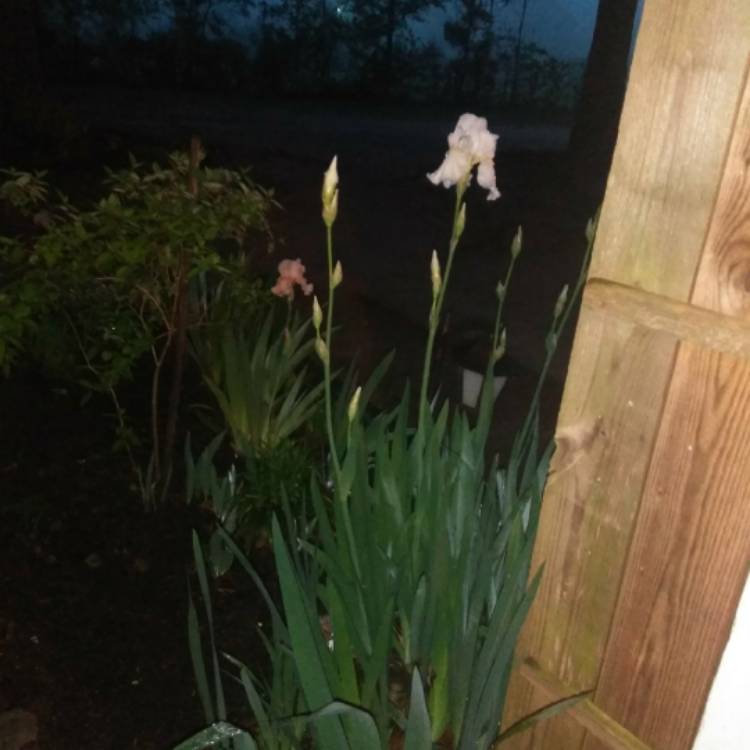 Plant image Iris x germanica 'English Cottage'