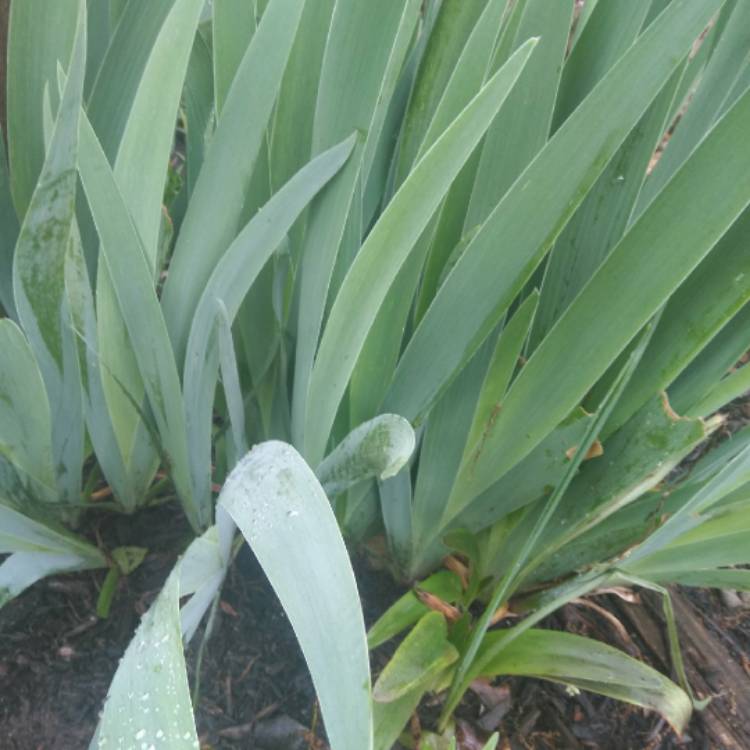 Plant image Iris x germanica 'English Cottage'