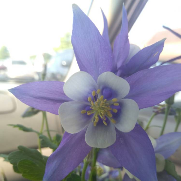 Plant image Aquilegia 'Blue Star'