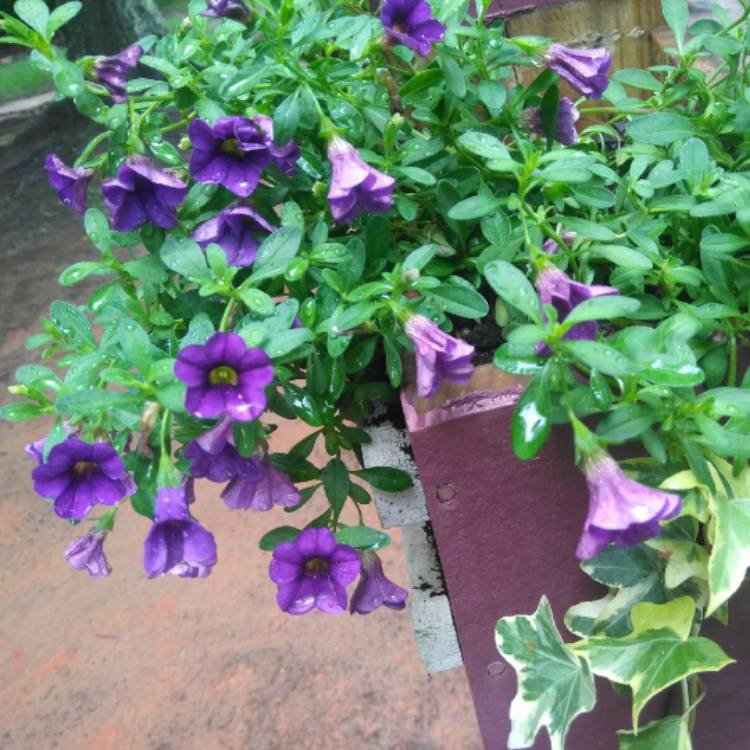 plant image 716602