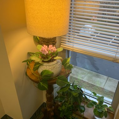 Streptocarpus sect. Saintpaulia  syn. Saintpaulia