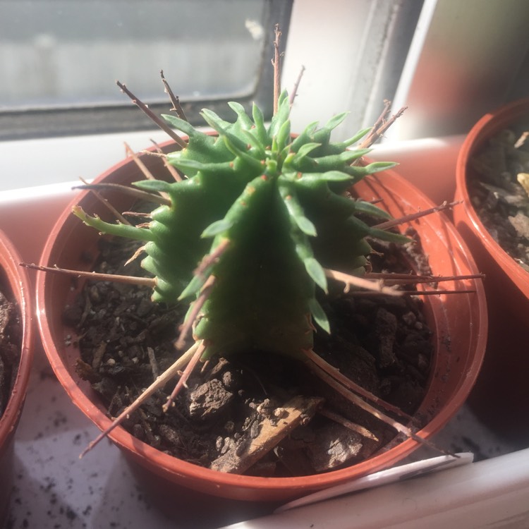 plant image 1050303
