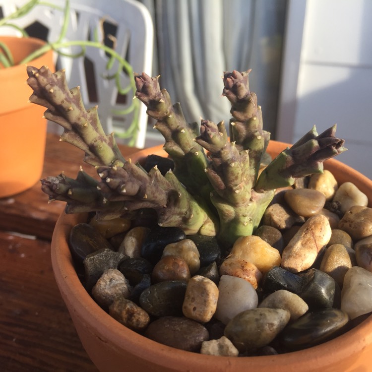 Plant image Huernia keniensis