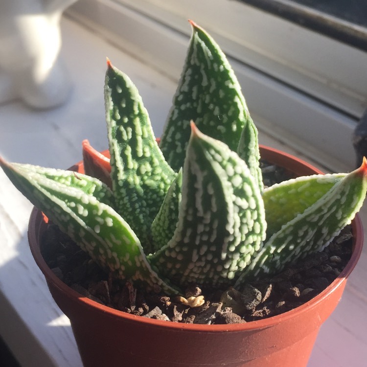 Plant image x Gasterhaworthia Banded Pearls