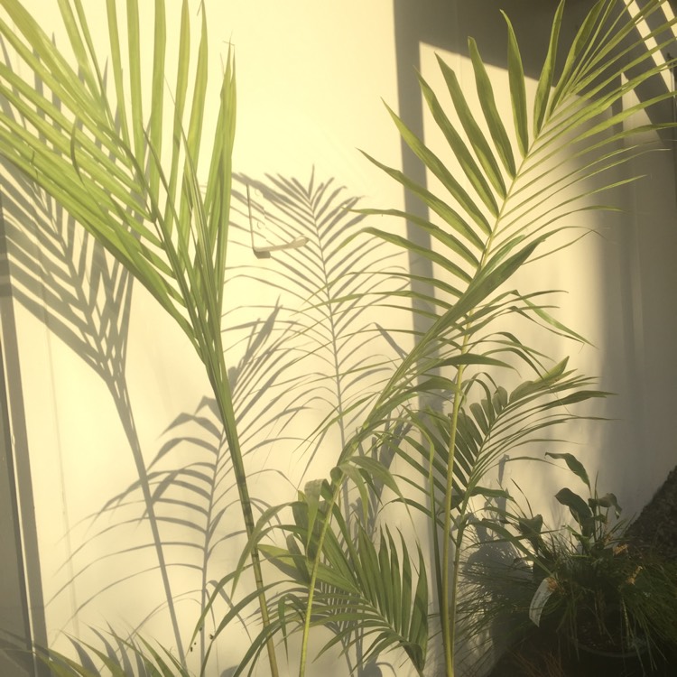 Plant image Archontophoenix cunninghamiana