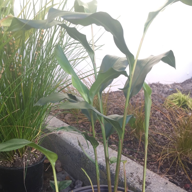 plant image 1148192