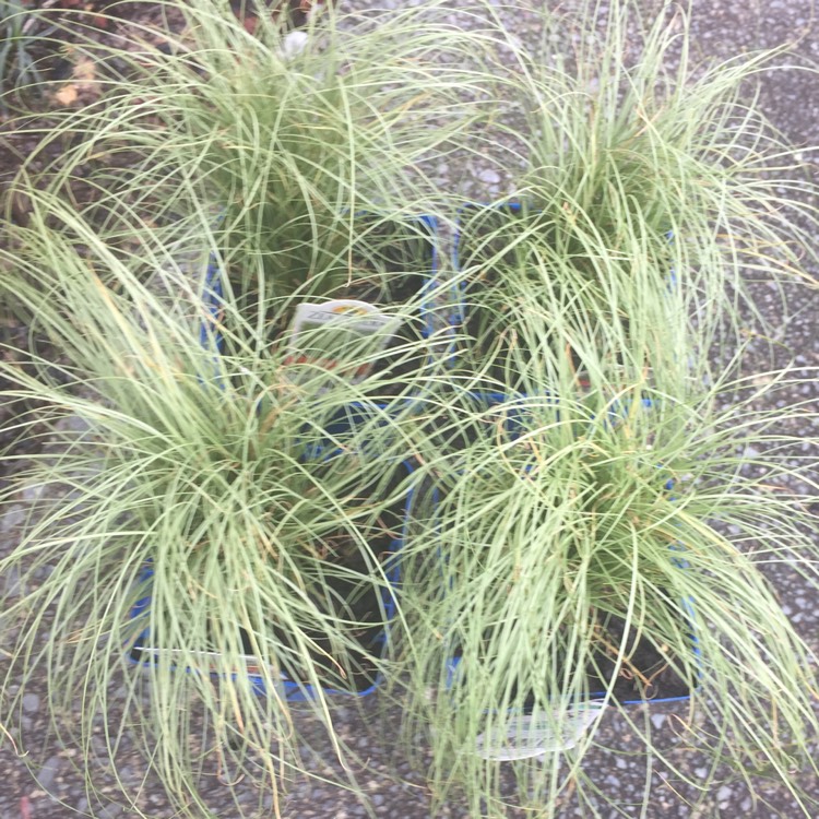 Plant image Carex comans 'Frosted Curls'